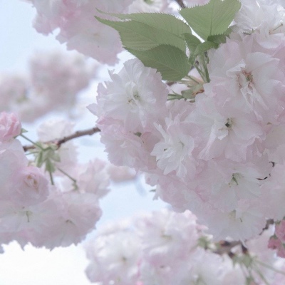 Furry数位绘画技巧福瑞交流群